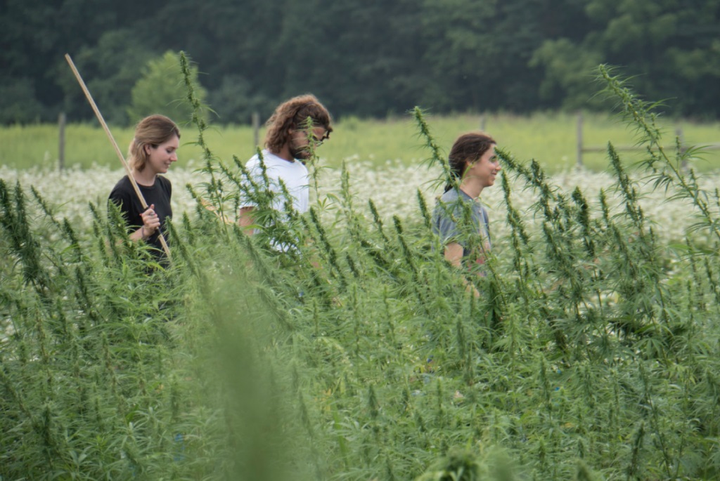 Image of students in a a hemp field.