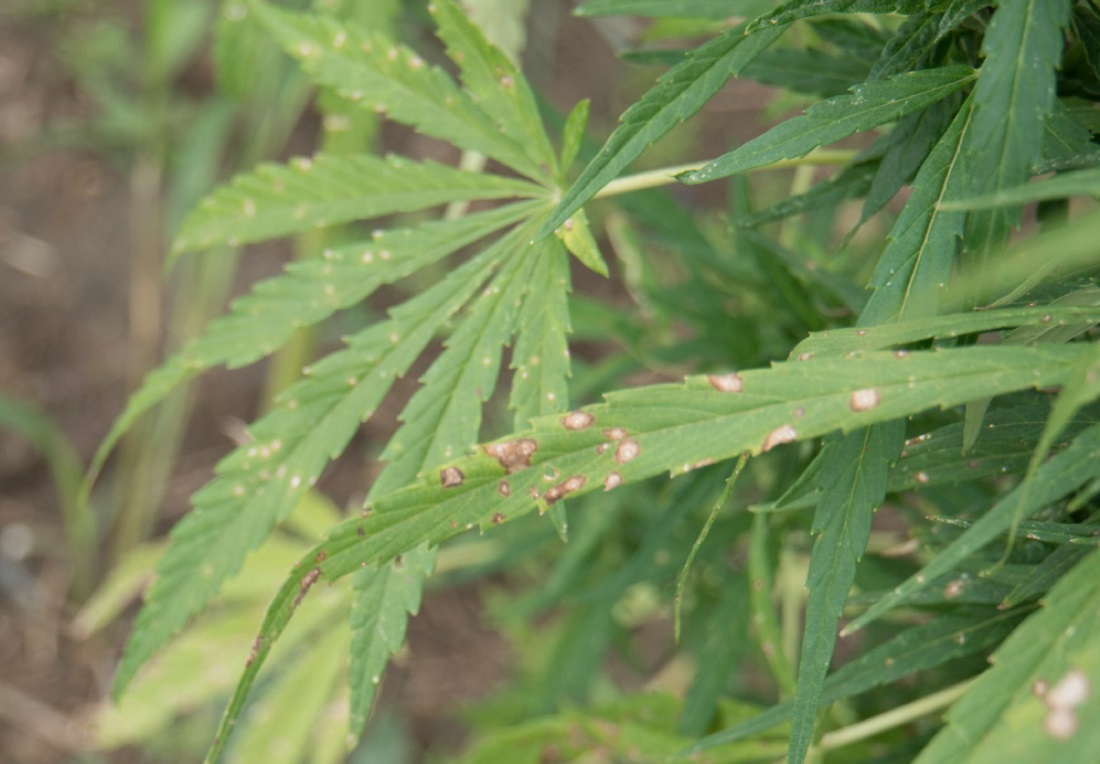 Image of hemp leaves with numerous white spots with dark rings. 
