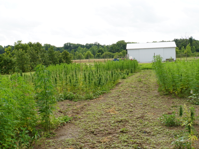 Image of different hemp varieties in plots. Some of the plants are shorter with dense flowers while others are still growing tall. 