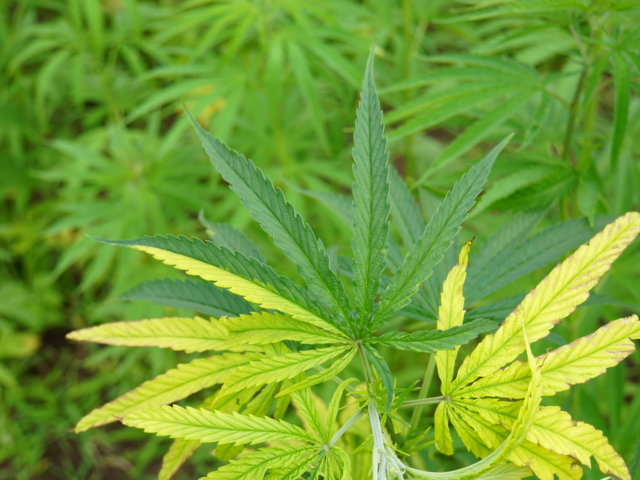 Image of a hemp plant that is a Chimera. Part of the leaves are yellow while they rest of the leaves are green. 