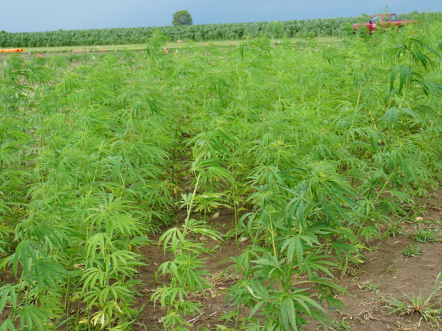 Image of a hemp plot, This is a single variety growing vigorously. 