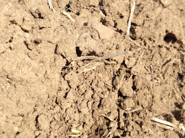 Image of dry soil