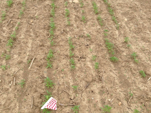 Image of rows of hemp seedlings. 
