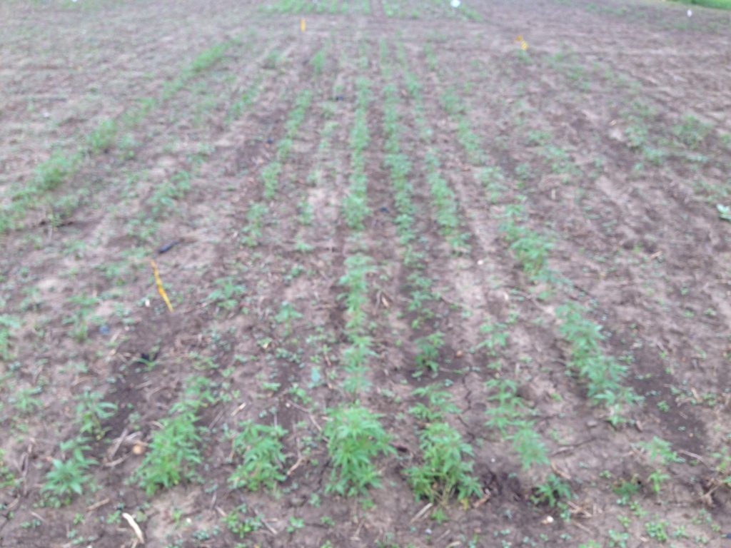 Image of a field with healthy green plants growing in 7.5 inch spaced rows. 