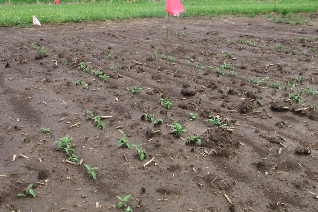 Image of small hemp seedlings that were from a replanting