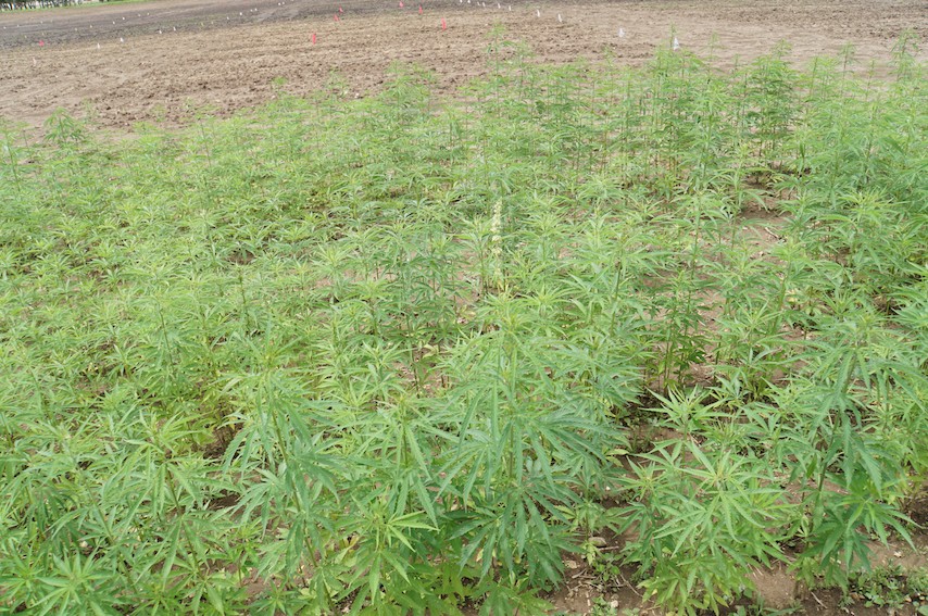 Image of a hemp plot with bright green plants. 