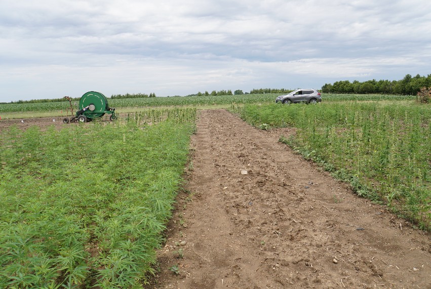 Image of a hemp plots and farm equipment