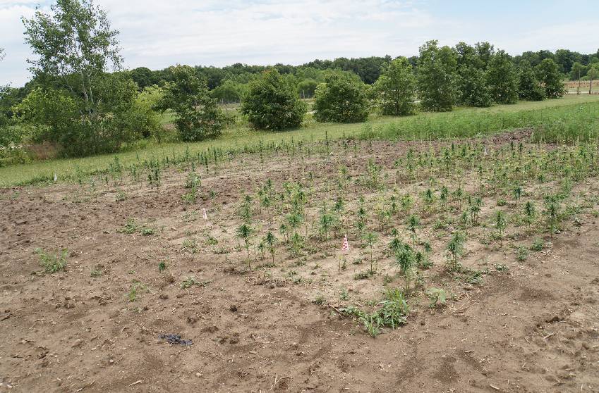Image of a grain hemp planting. There is more space between each plant in these plots. 