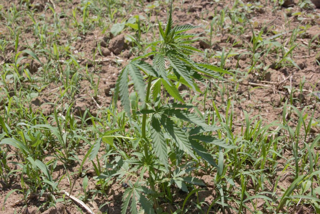 Image of a 23 day old hemp plantation