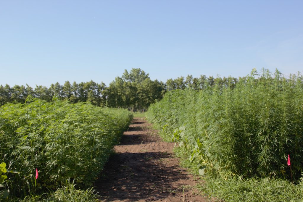 Image of hemp plots 59 days after planting. The plot on the left and the plot on the right are two different hemp fiber varieties. 