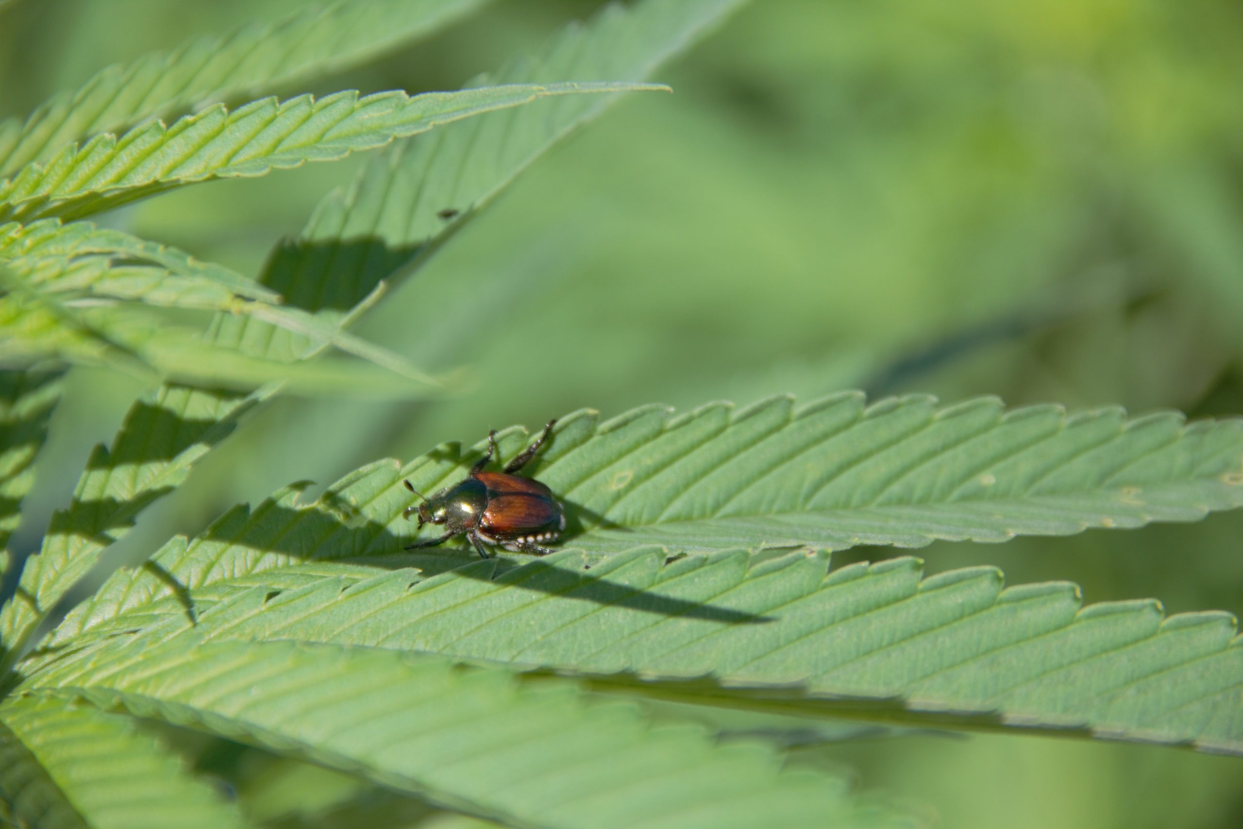 Image of a Japanese beetle on hemp leaves