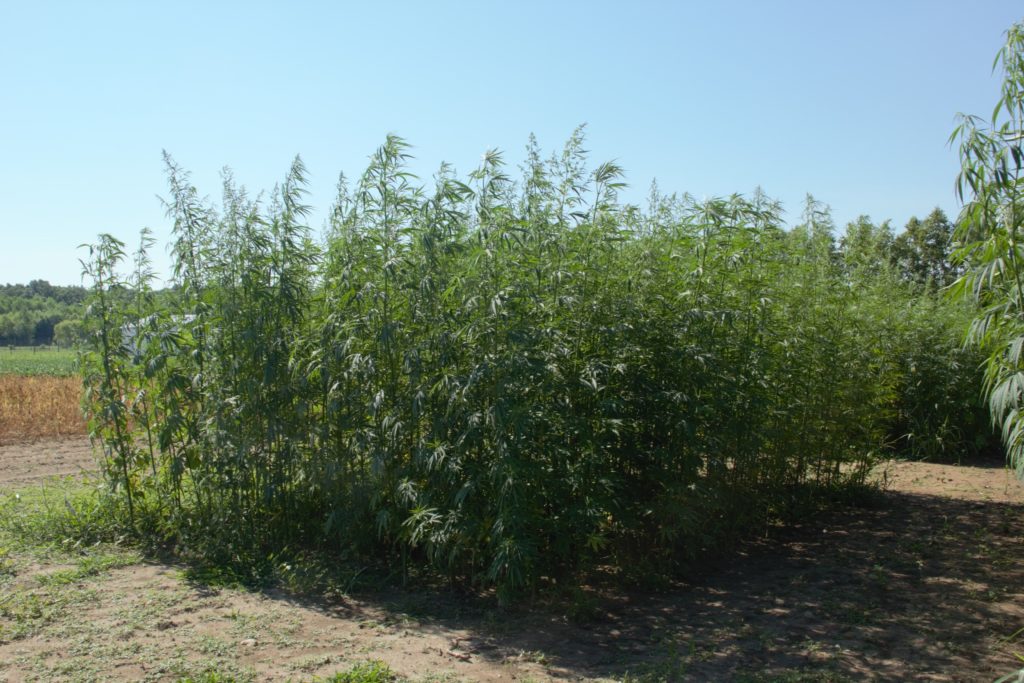 Image of a hemp plot with hemp plants growing tall. 