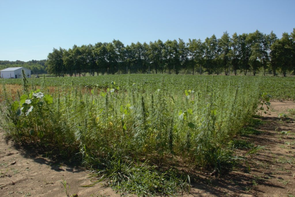 Image of a hemp plot that is stunted and not healthy do to herbicide drift. 