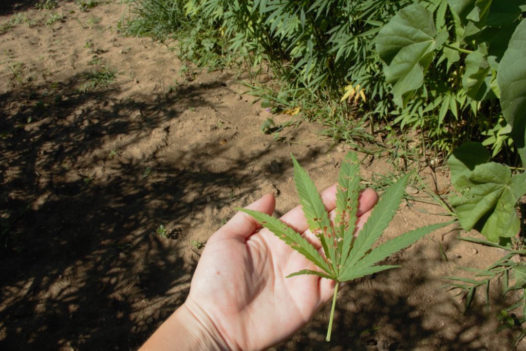Image of a hand holding a hemp leaf that has some feeding damage caused by an insect. 