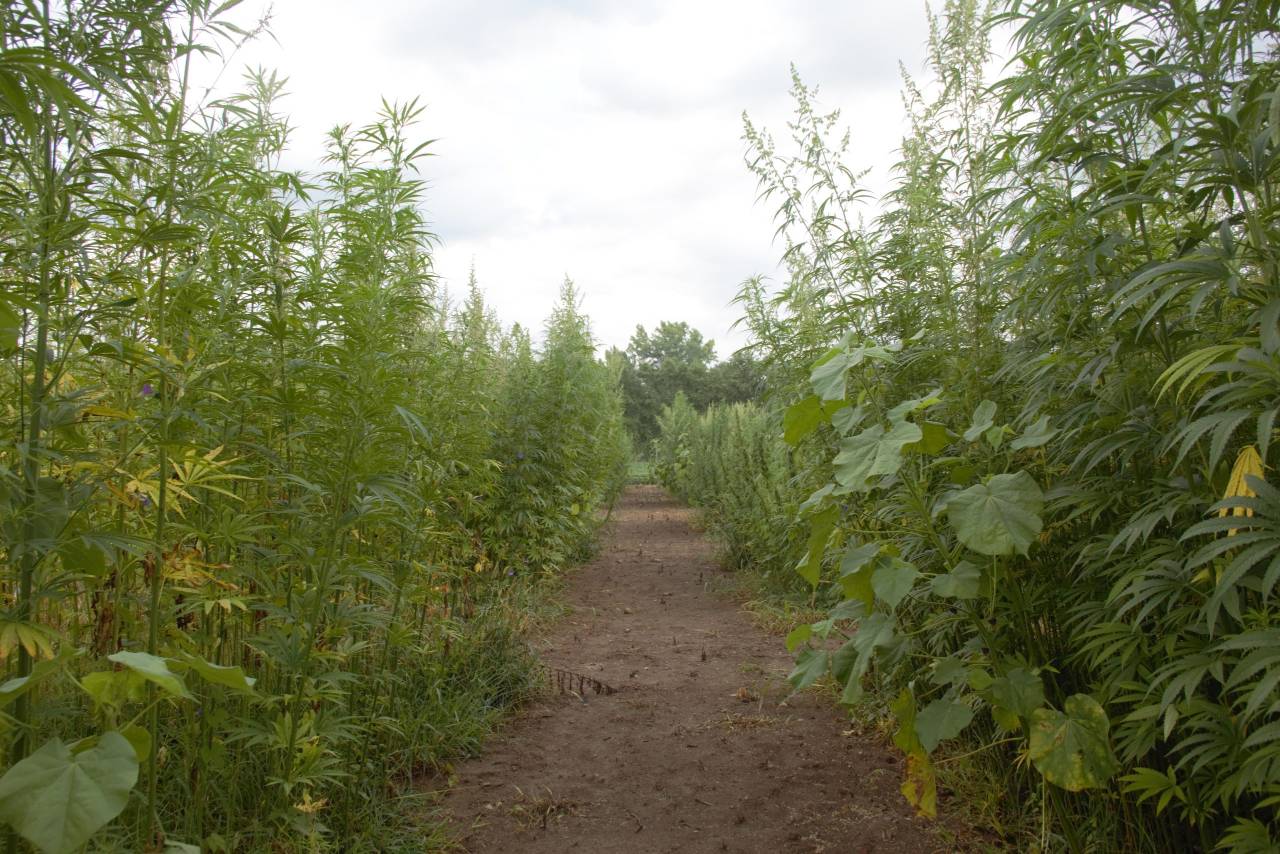 Image of a hemp plantation looking between the plots. Many of the plots are taller than 7 feet at this stage. 