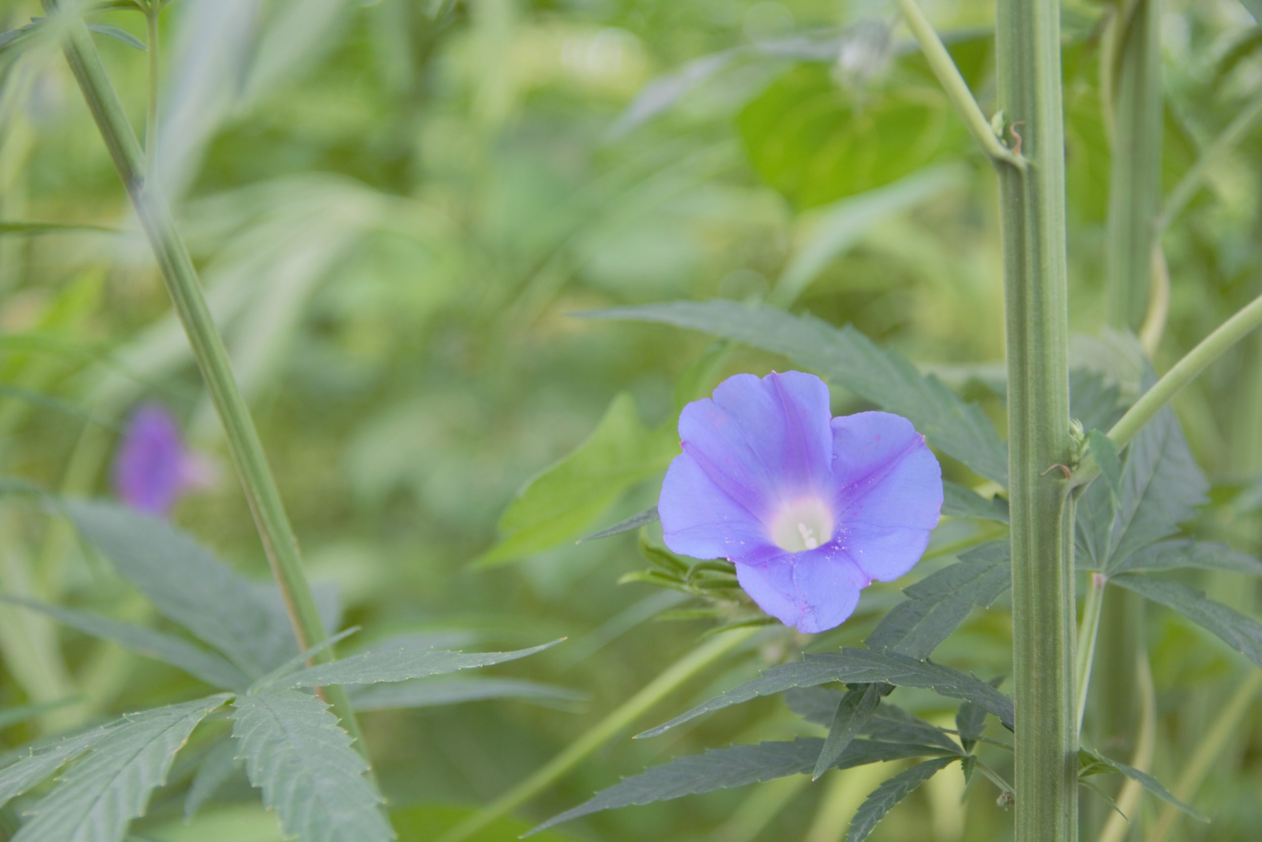 Image of a purple morning glory weed within the hemp plots. 