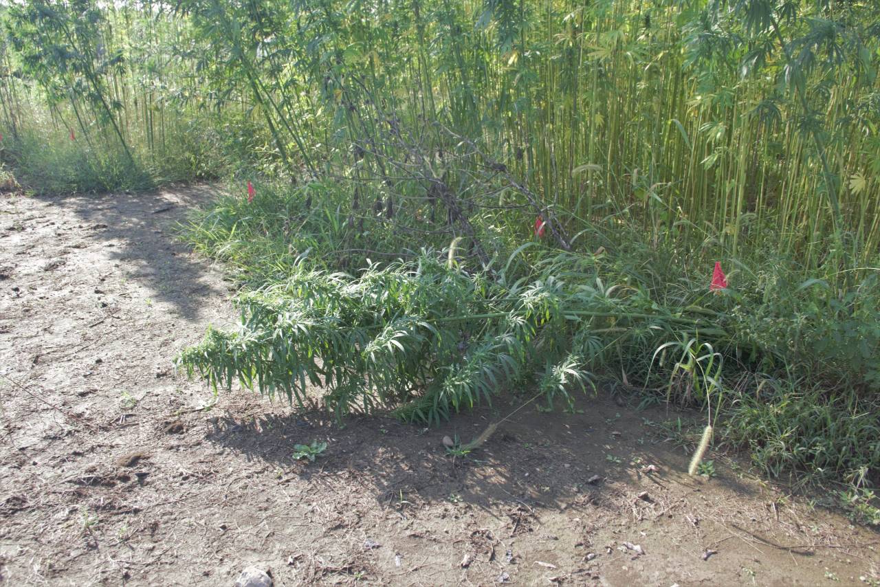 Image of a large hemp plant that has been knocked over. 
