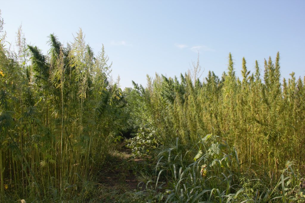 Image of a hemp plots that are beginning to yellow as the plants drop leaves and mature. 