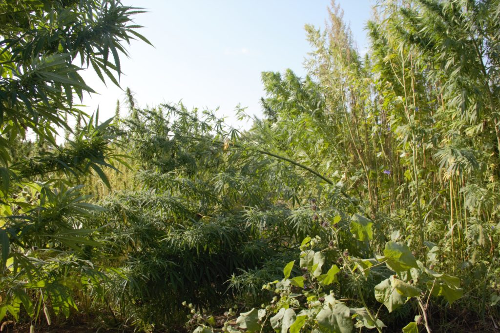 Image of a hemp plants leaning over due to windy conditions. 