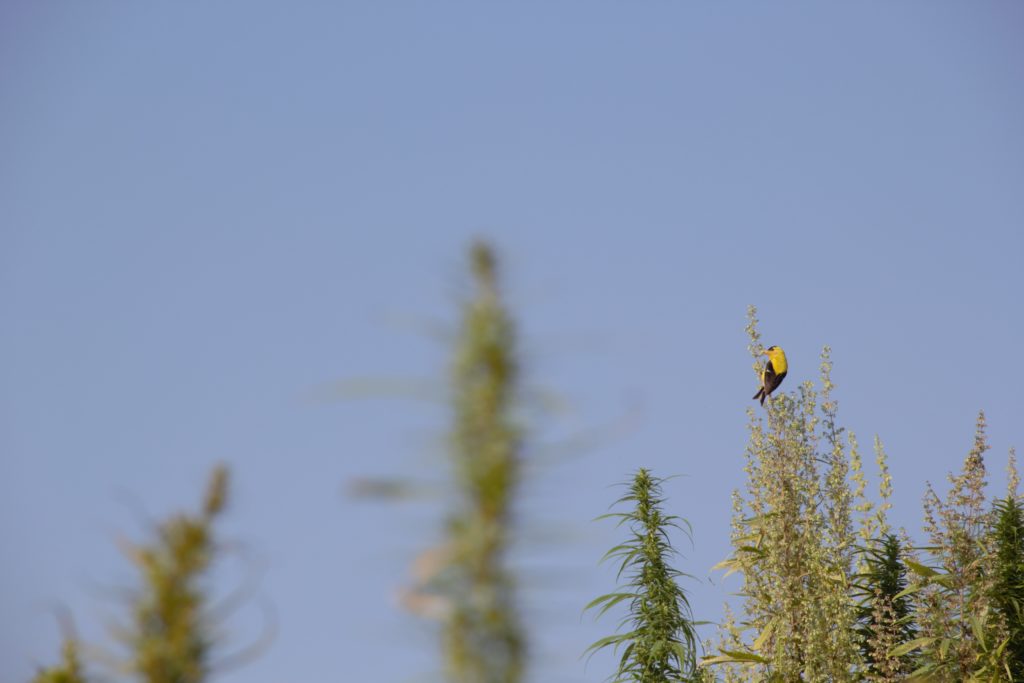 Image of a male Goldfinch with yellow and black feathers using a tall hemp plant as a perch. 