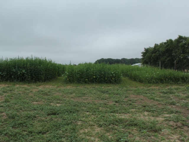Image of three different varieties in 5 foot wide plots. They each vary in height. The height goes from tallest to shortest from left to right. 
