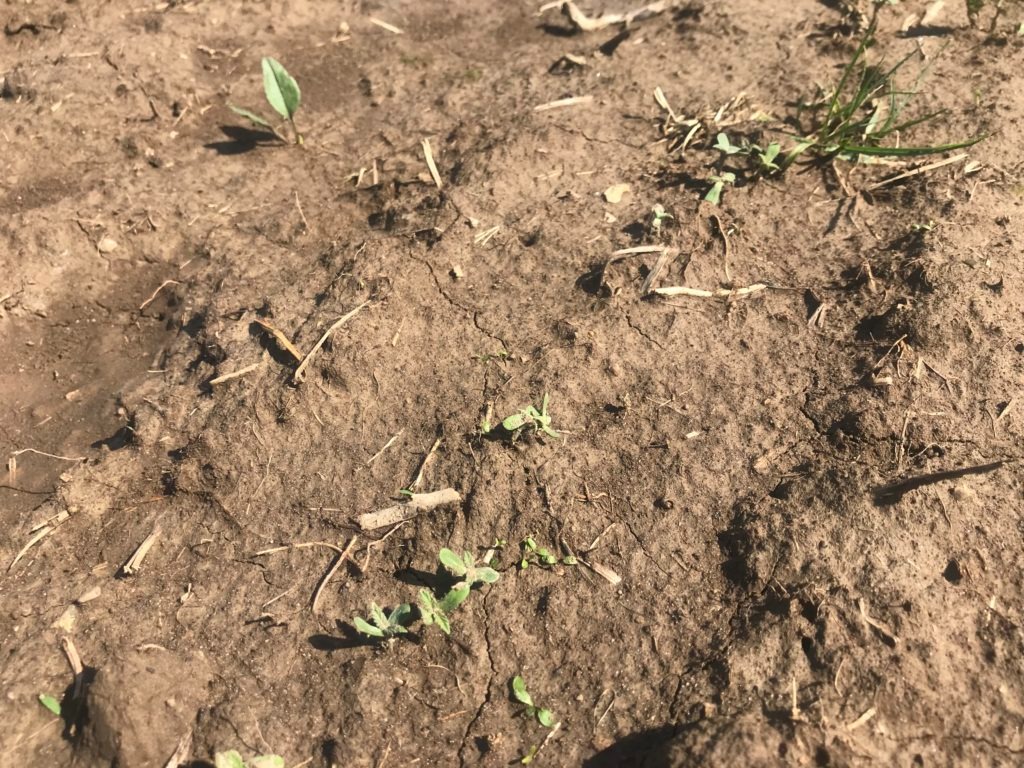 Image of hemp seedlings and areas where seedlings did not emerge due to rainfall and compaction