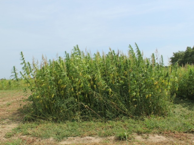 Image of a single hemp variety that is beginning to yellow as male plants die off. 