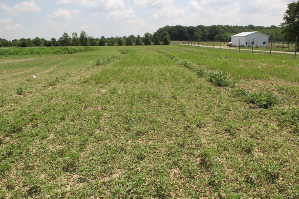 Image of a hemp research plot that was replanted. Excess weeds can be observed within the plot. 