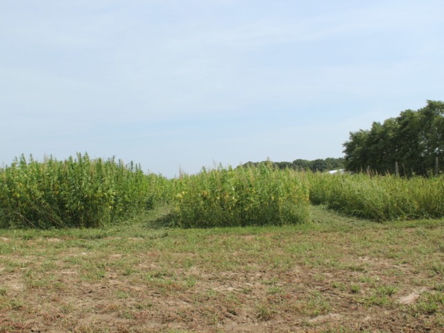 Image of three different varieties in 5 foot wide plots. They each vary in height. The height goes from tallest to shortest from left to right. 