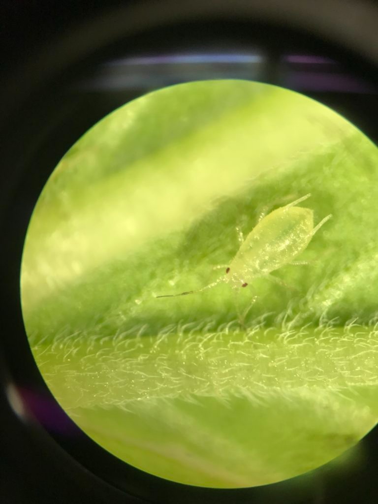 Image of a green cannabis aphid under a microscope.