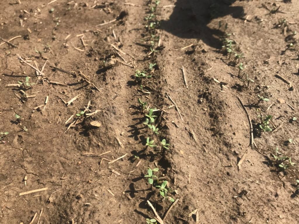 Image of a blank areas within the row with no hemp seedlings growing. 