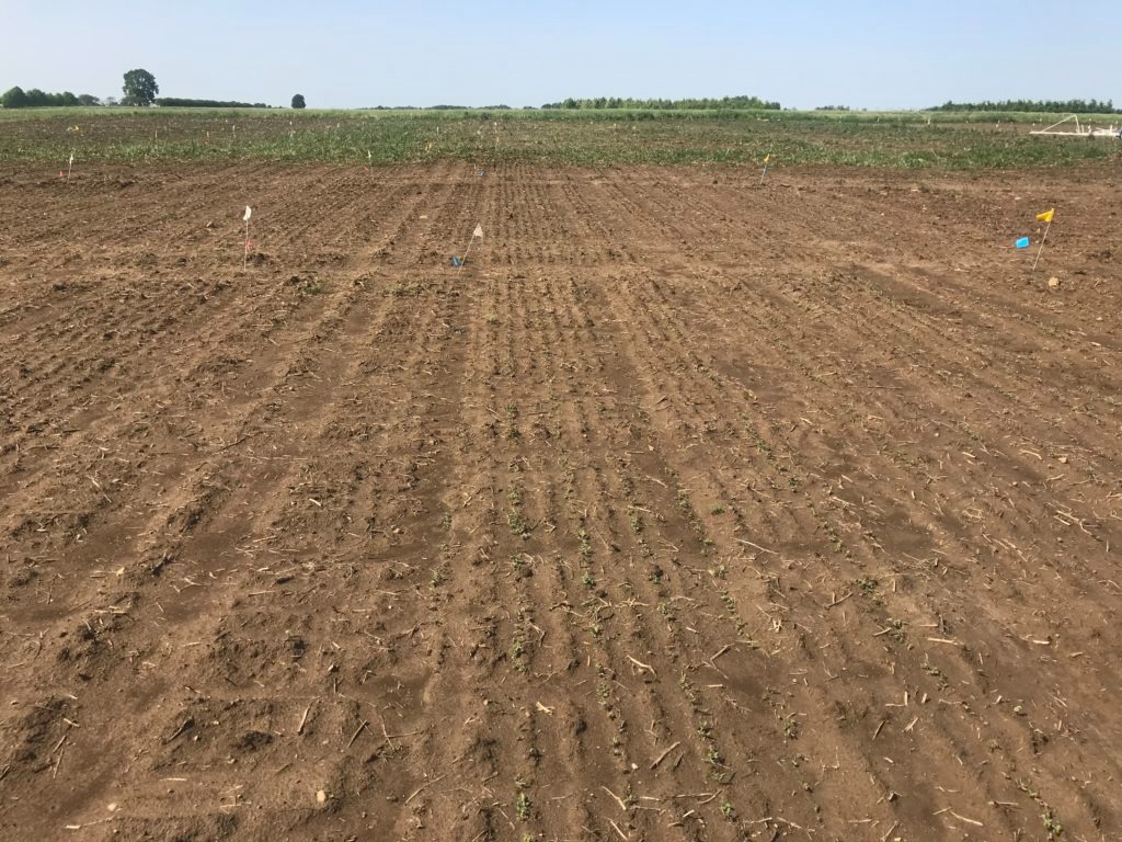 Image of a planted hemp field with some seedlings emerging.