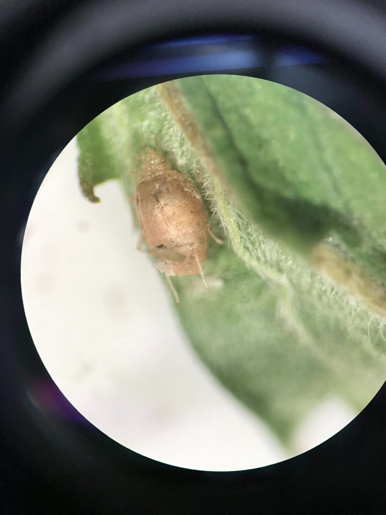 Image of an aphid mummy that was attacked by a parasitic wasp. 