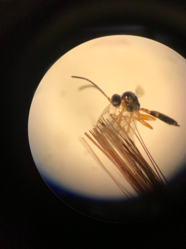 Image of a black and orange parasitic wasp under the microscope. 