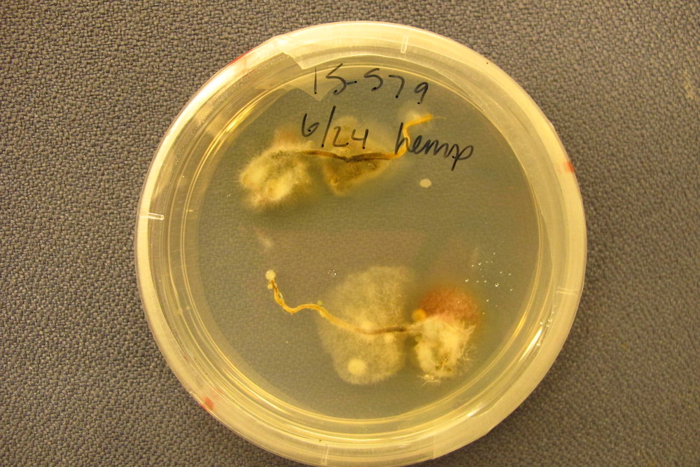 Image of a hemp lab sample