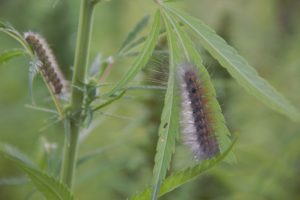 image of Saltmarsh caterpillars feeding on hemp