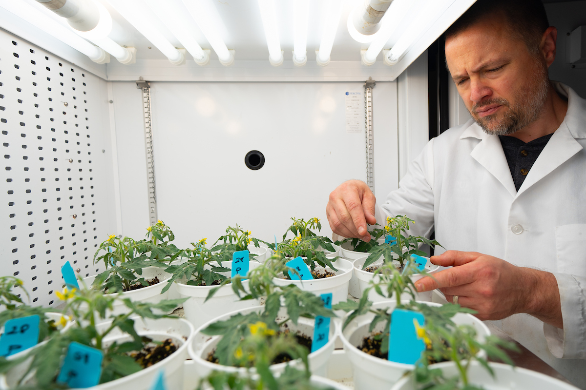Plants in a growth chamber