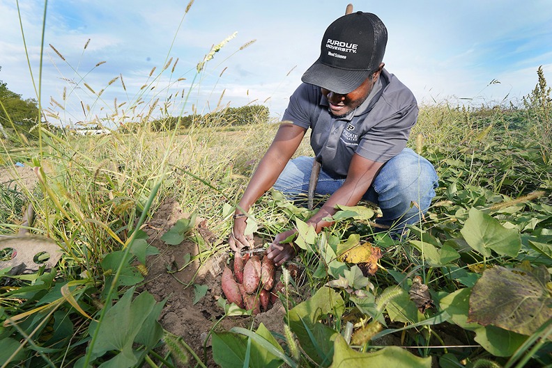 Grad student with his research in one of Purdue's research farms.