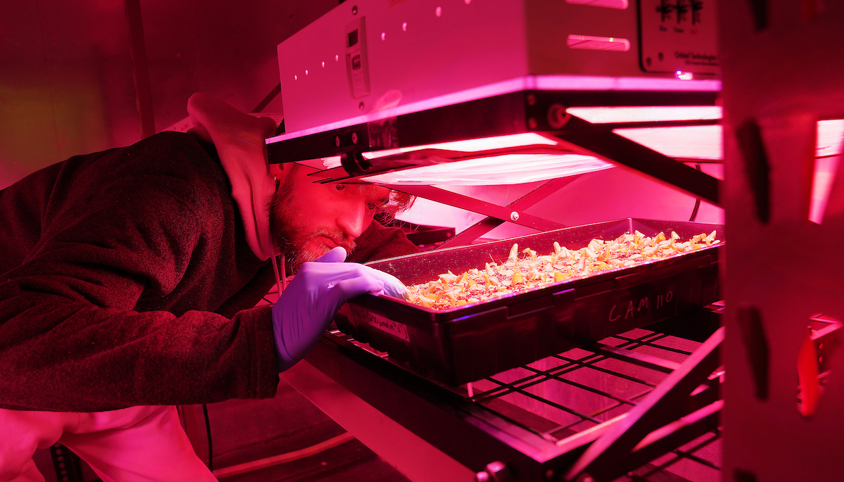 Student working with plants under LED lights