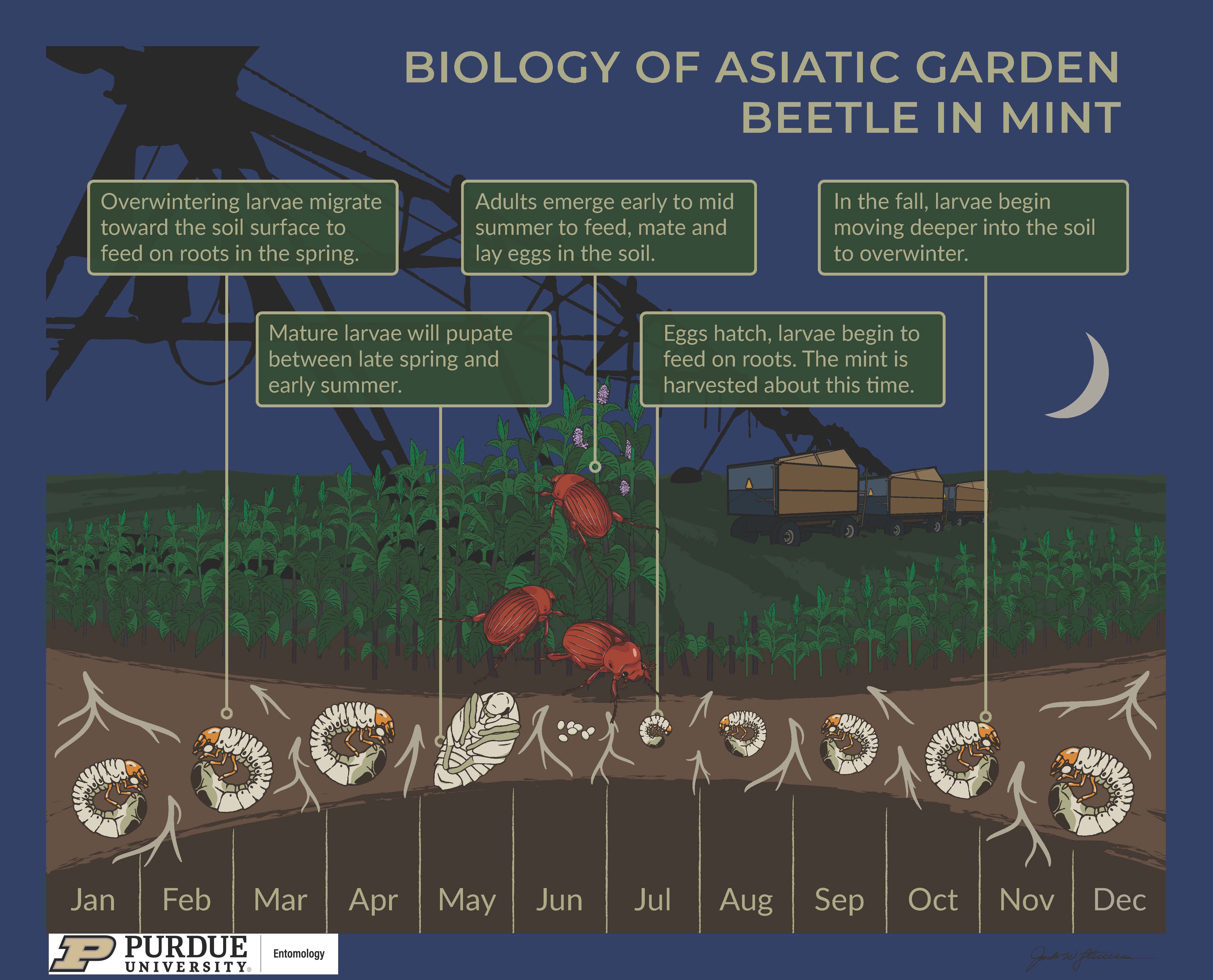 Biology of Asiatic Garden Beetle in Mint Infographic
