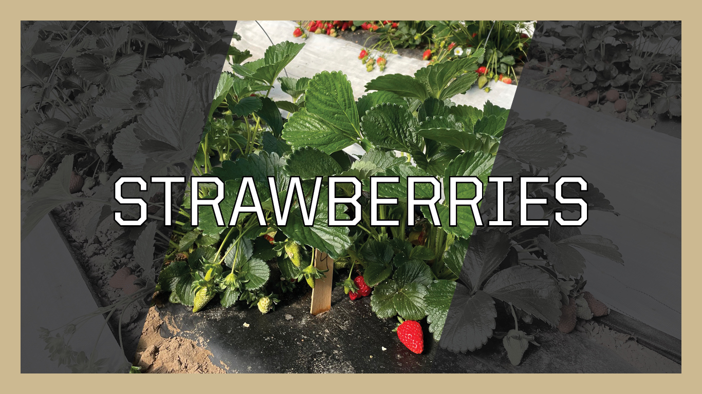 Click on this image of a strawberry plant with the word Strawberries to learn more.