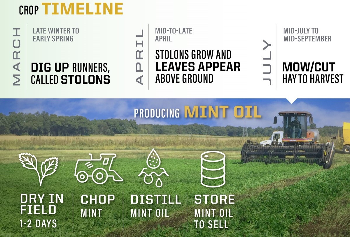 Infographic on Crop Timeline and Producing Mint Oil, explained below.