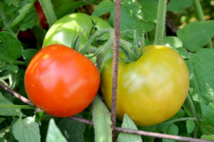 tomatoes on the vine