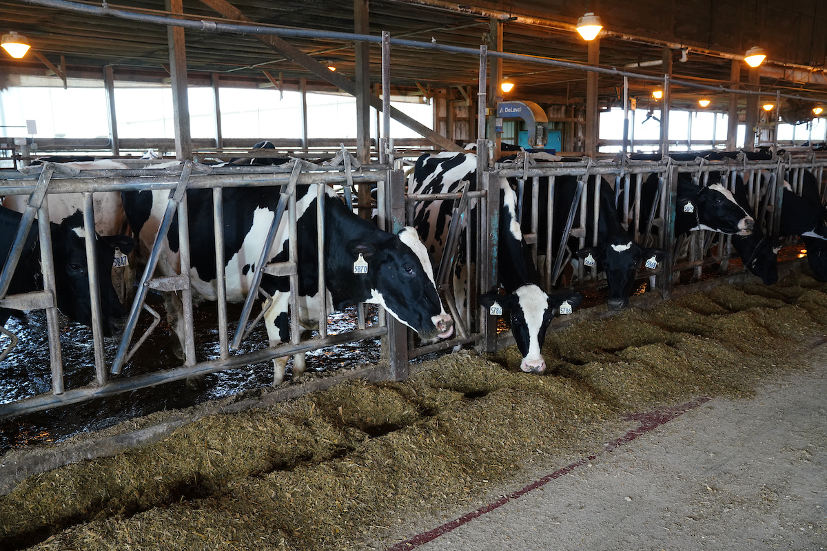 dairy cows eating