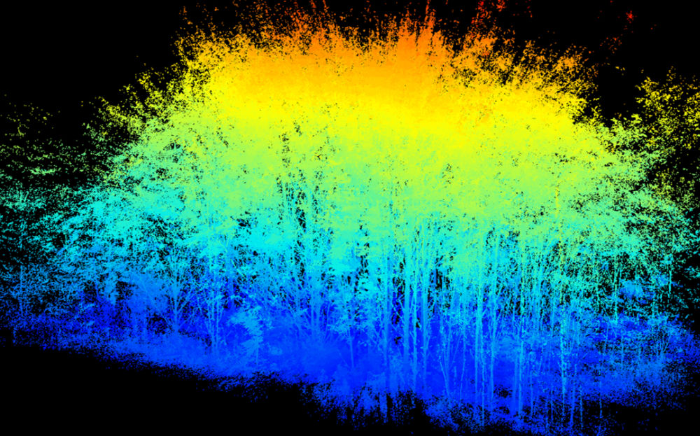 lidar image of forest