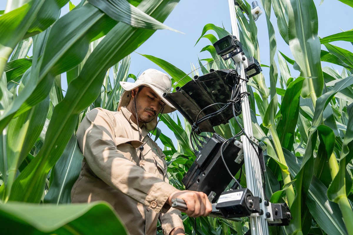 Researcher in cornfield taking measurements with digital tool