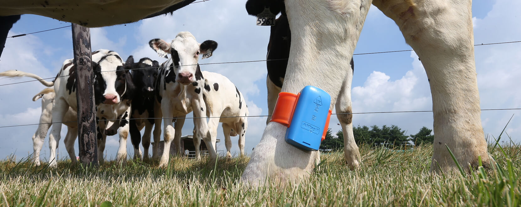 cows in the field