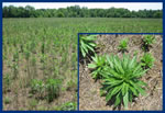 marestail