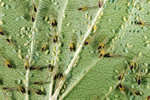 aphids