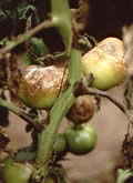 tomato blight